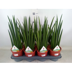 Sansevieria   ...