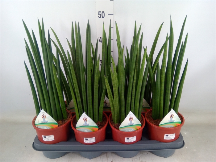 <h4>Sansevieria   ...</h4>