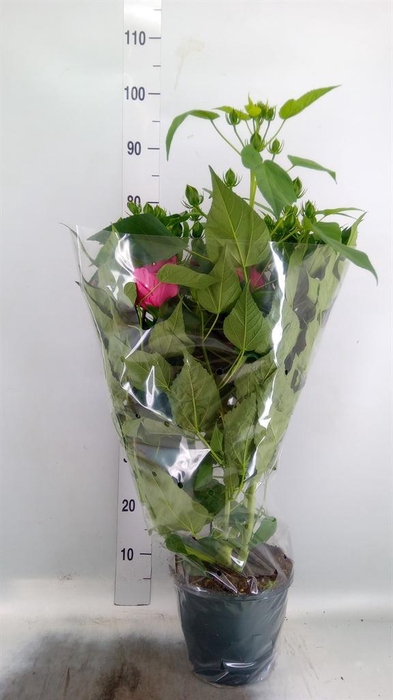 <h4>Hibiscus mosch. 'Extreme Hot Pink'</h4>