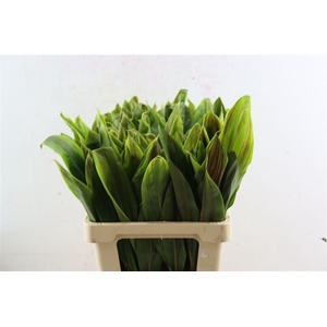 Cordyline Striped Top 62cm