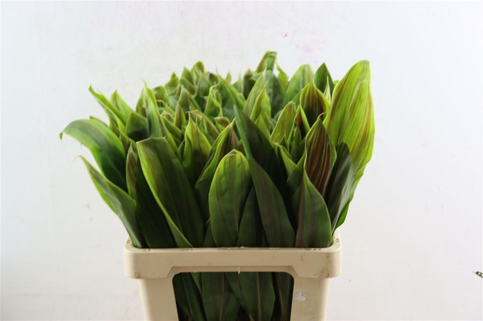 <h4>Cordyline Striped Top 62cm</h4>