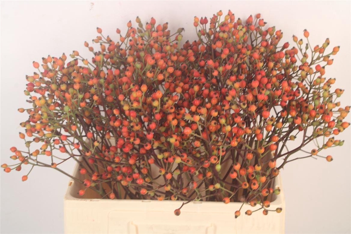 <h4>Rosa Mag Miracle</h4>