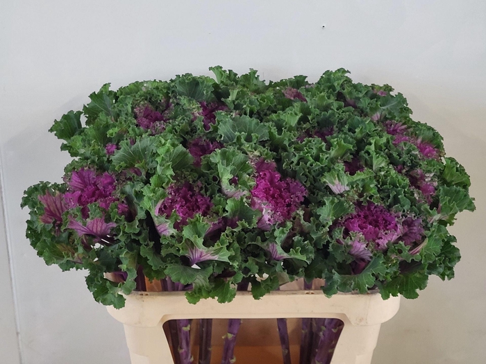 <h4>Brass Crane Ruffle Red</h4>