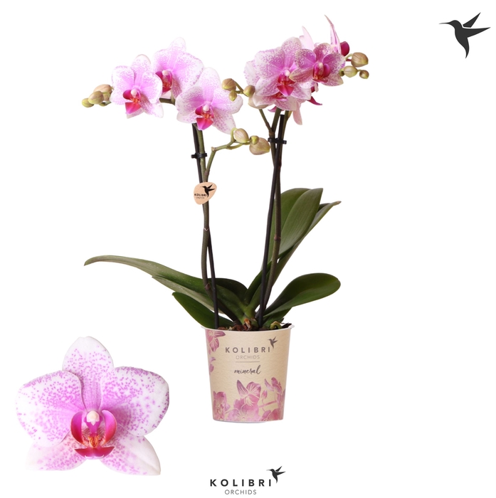 <h4>Phalaenopsis  'Ant Rotterdam'</h4>