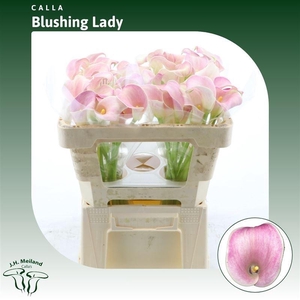 CALLA BLUSHING LADY CALLA BLUSHING