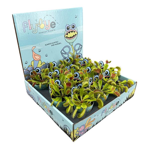 <h4>Dionaea miscupula 5,5 cm in Flybye display</h4>