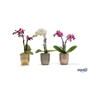 Hugo Luxury Mix Tiny Dolls Mix 2T10+ Aqu@