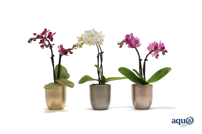 <h4>Hugo Luxury Mix Tiny Dolls Mix 2T10+ Aqu@</h4>