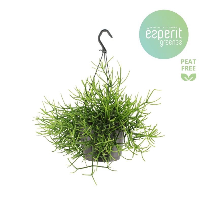 <h4>Rhipsalis heterocloda hangpot</h4>