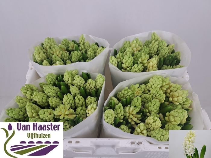 <h4>HYAC LOUVRE</h4>