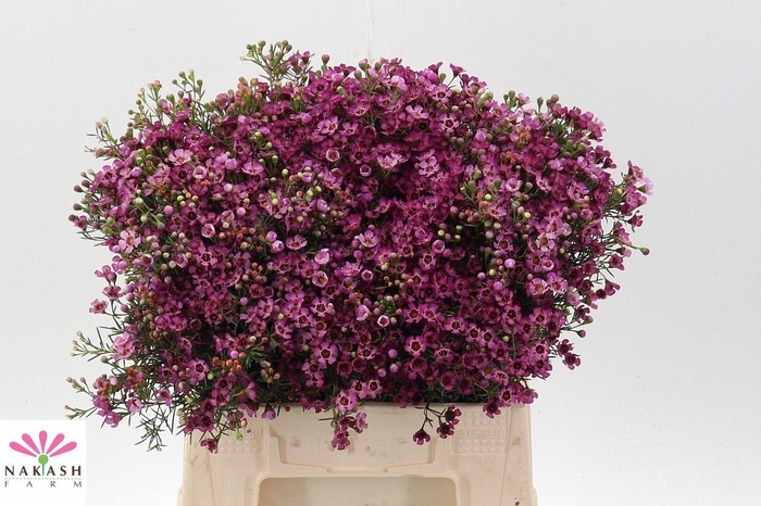 <h4>CHAME UN JUPITER</h4>