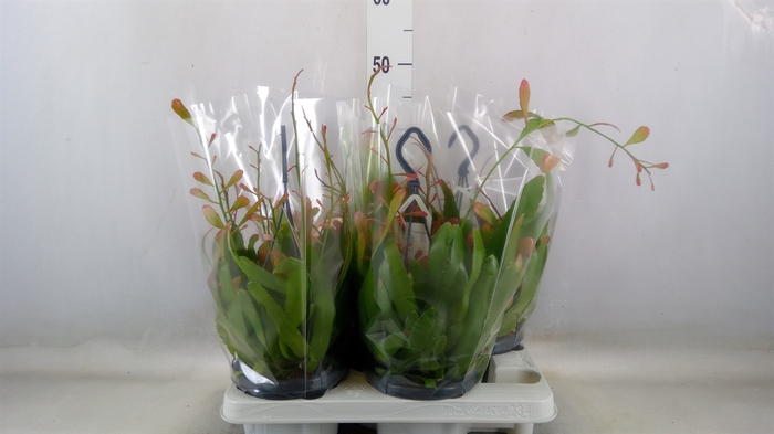 <h4>Rhipsalis   ...</h4>
