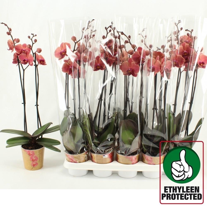 <h4>PHAL AN NARBONNE</h4>