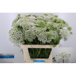 AMMI VIS CASABLANCA