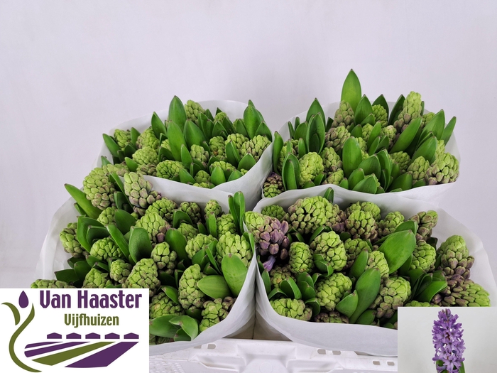 <h4>HYAC PURPLE STAR</h4>