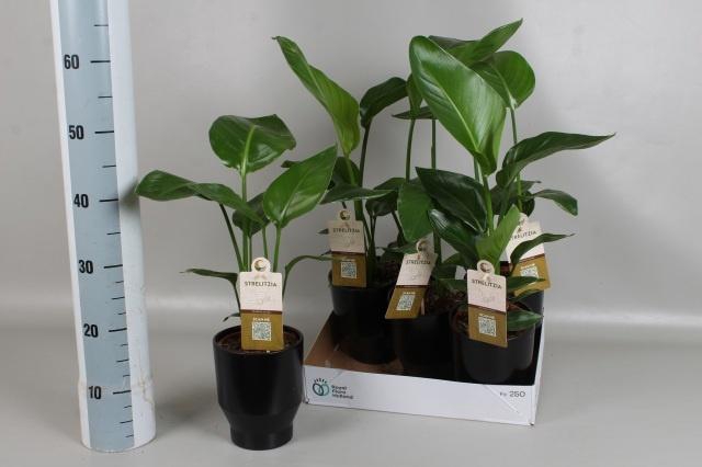 <h4>STRELITZIA NICOLAI</h4>