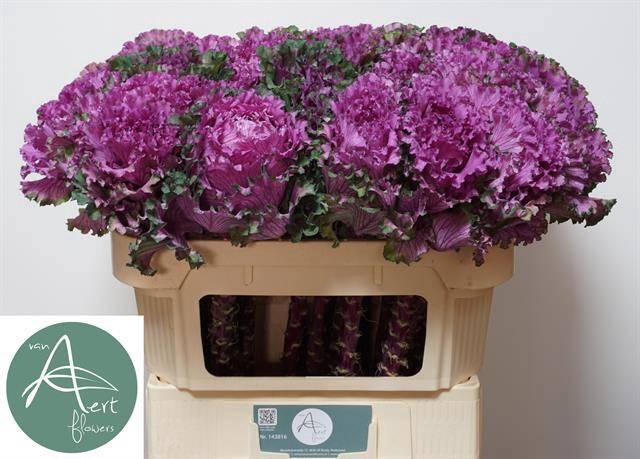 <h4>BRASS FIRST LADY</h4>