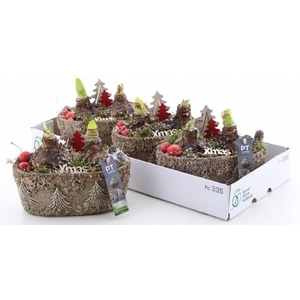 Hyacinthus arr 16Ø 25cm