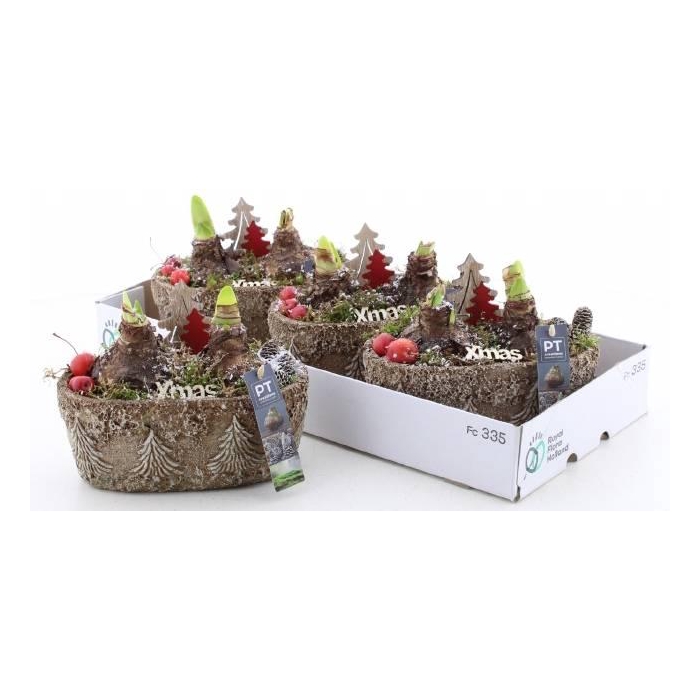 <h4>Hyacinthus arr 16Ø 25cm</h4>