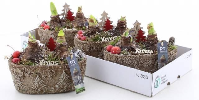 Hyacinthus arr 16Ø 25cm