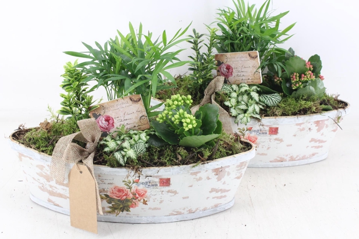 <h4>arr2 TD - Rozen boot - roze/wit</h4>