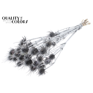 Cardi Distel Natural 10pc/bunch 55cm Silver