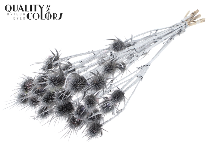 <h4>Cardi Distel Natural 10pc/bunch 55cm Silver</h4>