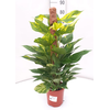 Epipremnum overig