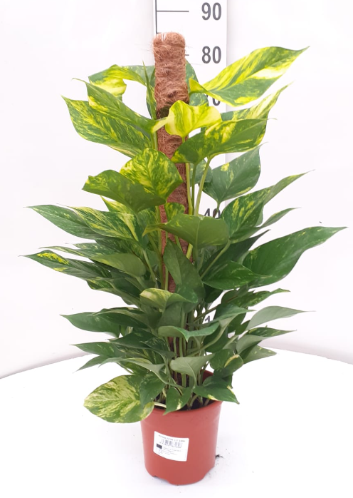 Epipremnum overig