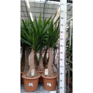 Yucca elephantipes   ...