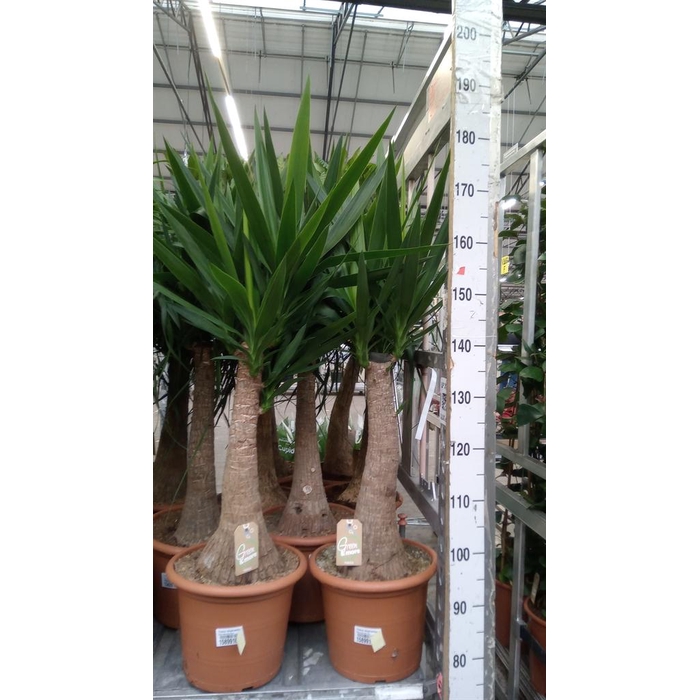 <h4>Yucca elephantipes   ...</h4>