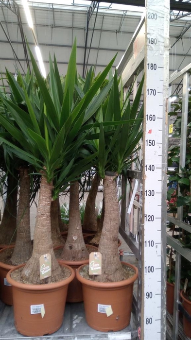 Yucca elephantipes   ...