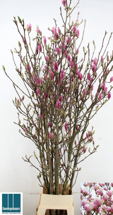 <h4>MAGNOLIA OV</h4>