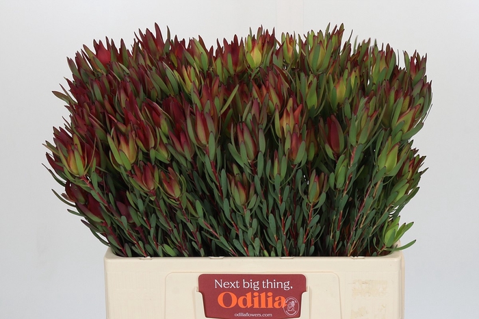 <h4>Leucadendron Blush Spray</h4>