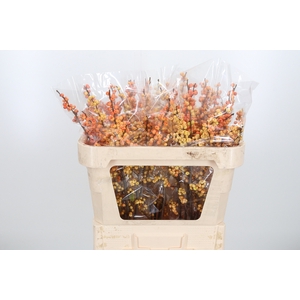 Ilex Ve Ilexia Julia