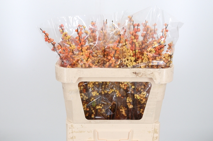 <h4>Ilex Ve Ilexia Julia</h4>