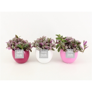 Tradescantia Sweetness 10,5 in Pink Mix pot