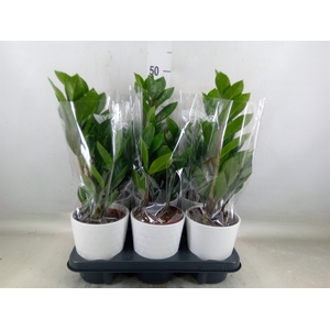 Zamioculcas zamiifolia