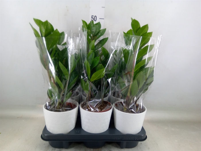<h4>Zamioculcas zamiifolia</h4>