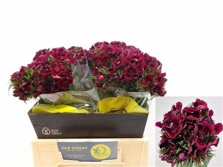 Di Barb Kiw Dark Red