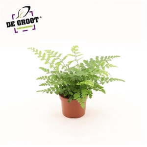 Asplenium Parvati