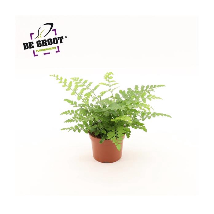 <h4>Asplenium parvati</h4>