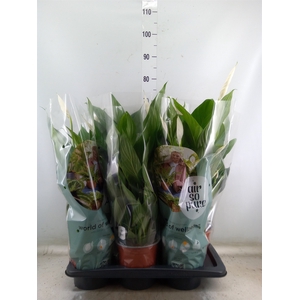 Spathiphyllum  'Bingo Cupido'