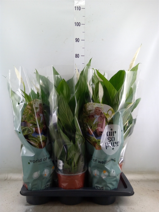 <h4>Spathiphyllum  'Bingo Cupido'</h4>
