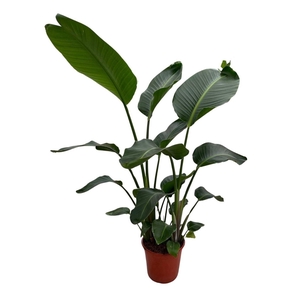 Strelitzia Nicolai p24