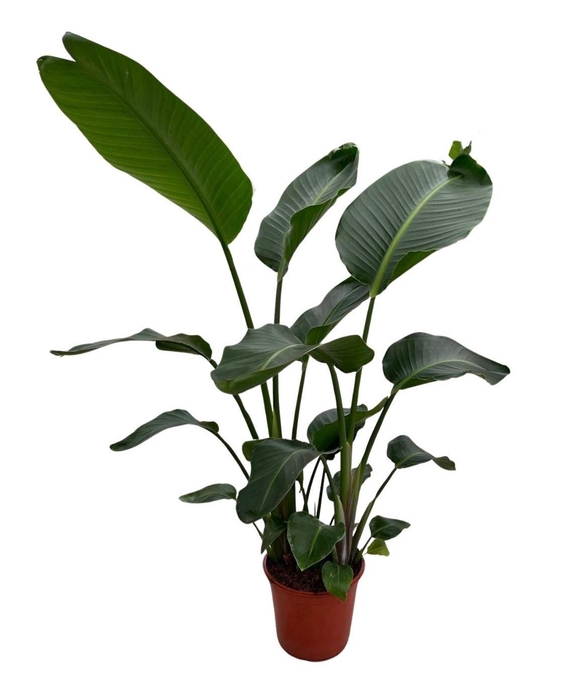 <h4>Strelitzia Nicolai p24 XXL</h4>