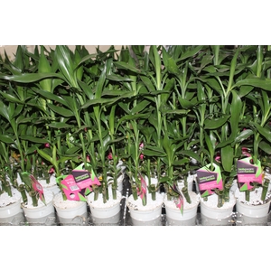 DRACENA LUCKY BAMBOO P12