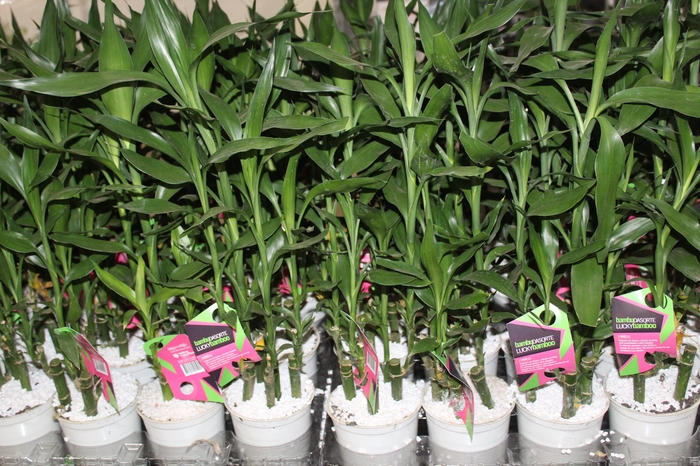 <h4>DRACENA LUCKY BAMBOO P12</h4>