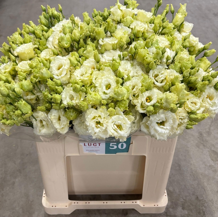 <h4>EUS G ALISSA YELLOW</h4>