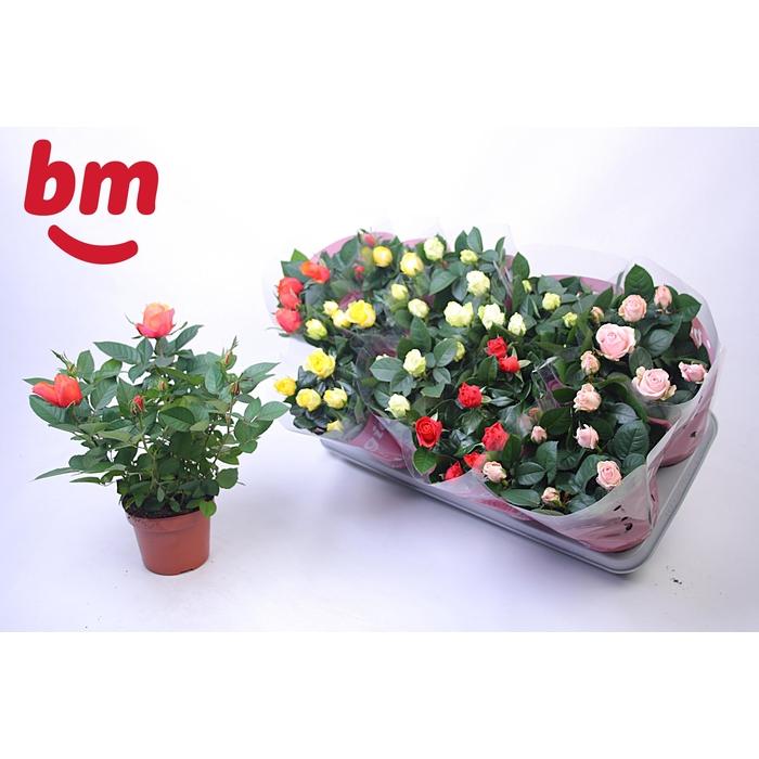 <h4>RO B MONDE GEM</h4>